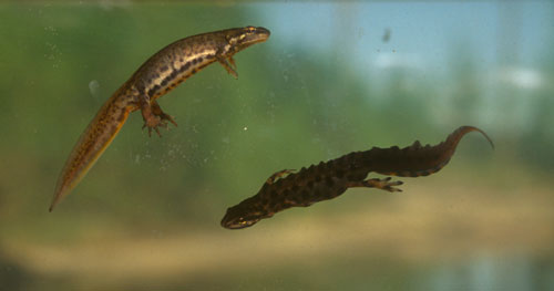 Liten salamander, hann og hunn, (Triturus vulgaris)